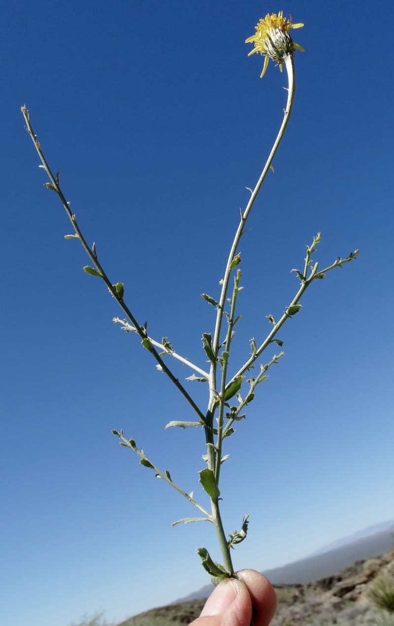 Adenophyllum cooperi, Davidson, C 13174--California, Mojave Nat'l Pres., 23 Apr 2016  8421 (1).JPG
