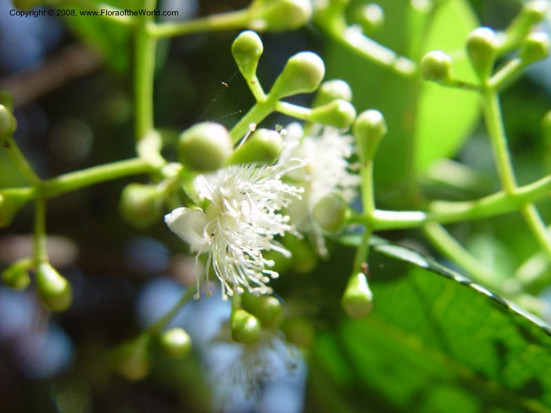 Pimenta racemosa--FL. Fairchild Tropical Gard. 6 Apr 03. 249.jpg