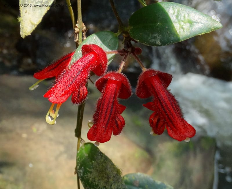 Aeschynanthus, Davidson, C 12673--Sabah. Danum Valley. 4 Oct 2014. DSC01741 (183).JPG