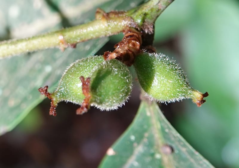 Aporosa dioica, D. Boufford 44137--China. Yunnan. Pu Wen to Da Du Gang on G213. 4 May 2018. DSC01724 (182).JPG