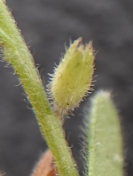 Myosotis stricta, C. Davidson 13755--Oregon. Wallowa Co. Zumwalt.Trail Cr. Rd. 4 Jun 2018. DSC04078 (206).JPG