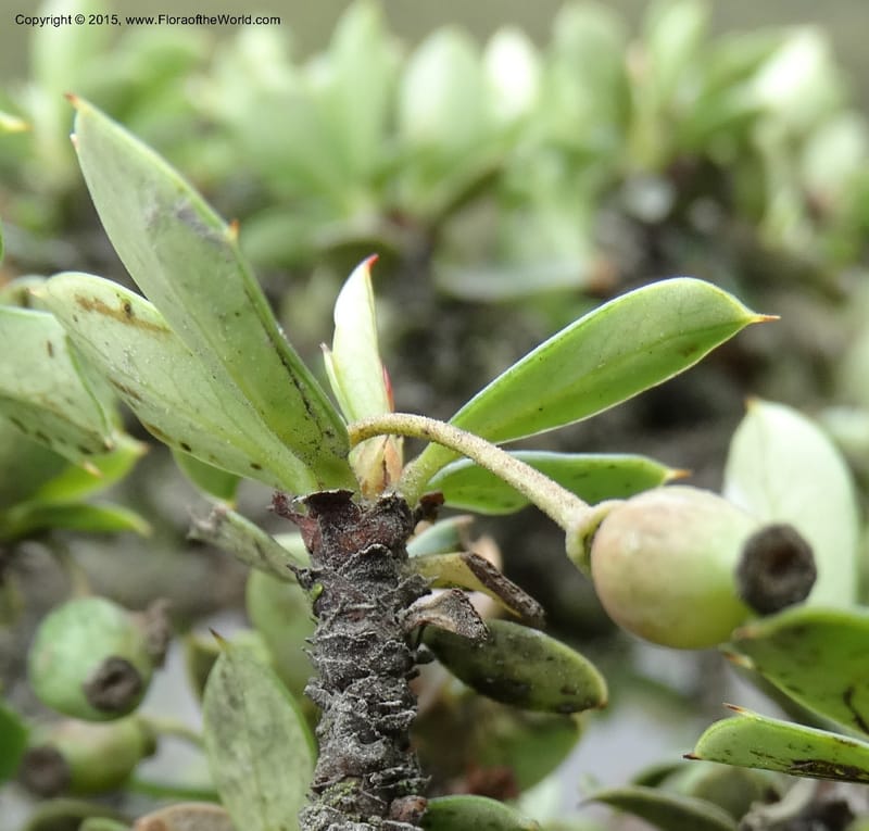 Berberis lutea, Ulloa, C 2493--Ecuador. Cotopaxi. 23 Apr 2015. DSC02466 (308).JPG