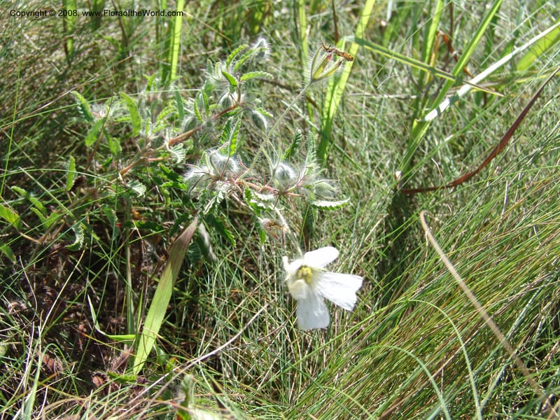 Monsonia praemorsa--So.Africa. E. Cape. Umtamvuna Nat. Res. 11 Mch 05. 318.jpg
