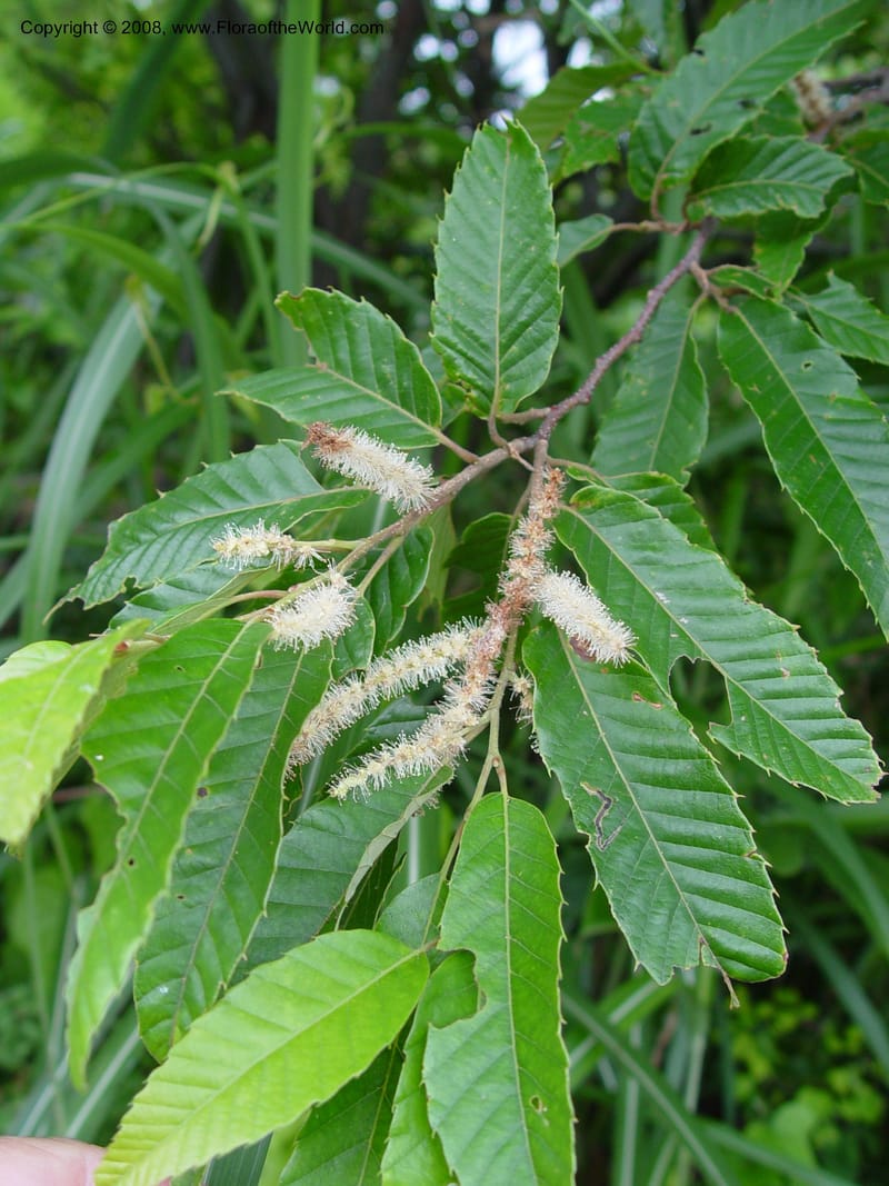 Castanea crenata--Japan. Honshu. Shiga Pref. Ibukiyama. 18 Jul 03. 023.jpg