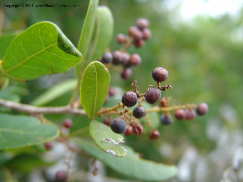 Rhus--Tanzania. Zanzibar. Jozani Forest to Paje Rd.. 17 Jul 0 (90).jpg