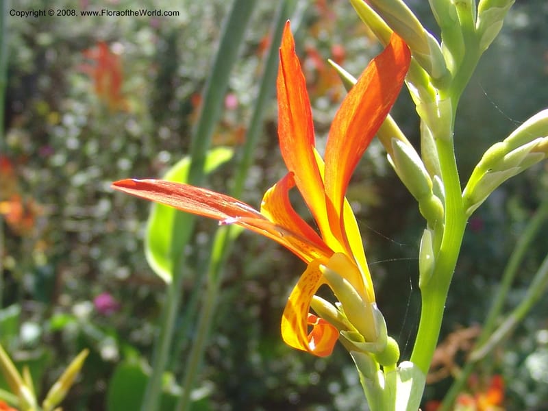 Canna patens--CA. Quail Botanical Garden. 9 Apr 05. 180.jpg