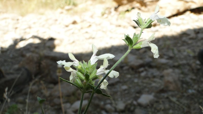 Stachys ballotiformis, A. G. Miller 132.11--Iraq. Kurdistan. Shakh-i Pira Magun. Gueza Khan. 11 June 2010. 089 (9).jpg