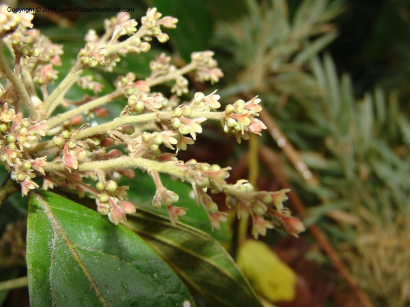 Endlicheria paniculata, RVasquez 31492--Peru. Prov. Oxa. Parq. Nac. Yanachaga Chemillen. 12 Oct 06. 729 (8).jpg