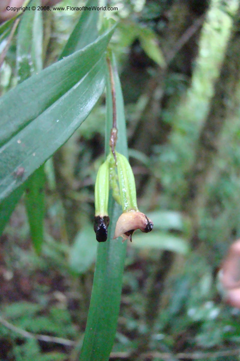 Polystachya albescens ssp. imbricata, WKindeketa2982--Tanz. Rungwe Distr. Rungwe For. Res. 24 Jan 08. 114.jpg