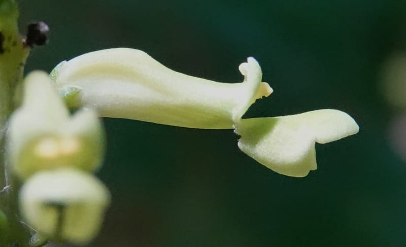 Thomandersia laurifolia, C. Davidson 13964--Gabon. Arb. Sibang. 5 Nov. 2018. DSC02235 (361).JPG