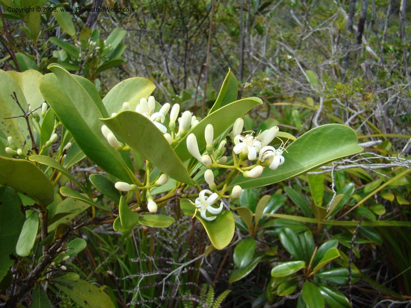 Coelospermum crassifolium, JMunzinger4907--New Caled. Parc Prov. Riviere Bleue. 22 Nov 07. 159.jpg