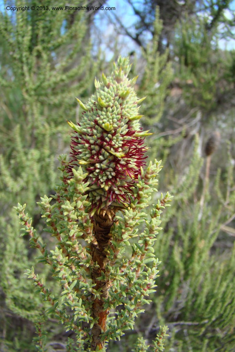 Cliffortia dichotoma, C. Davidson 11570--So Africa. No Cape. Papkuilsfontein. 26 Aug 09. 1 (5).jpg