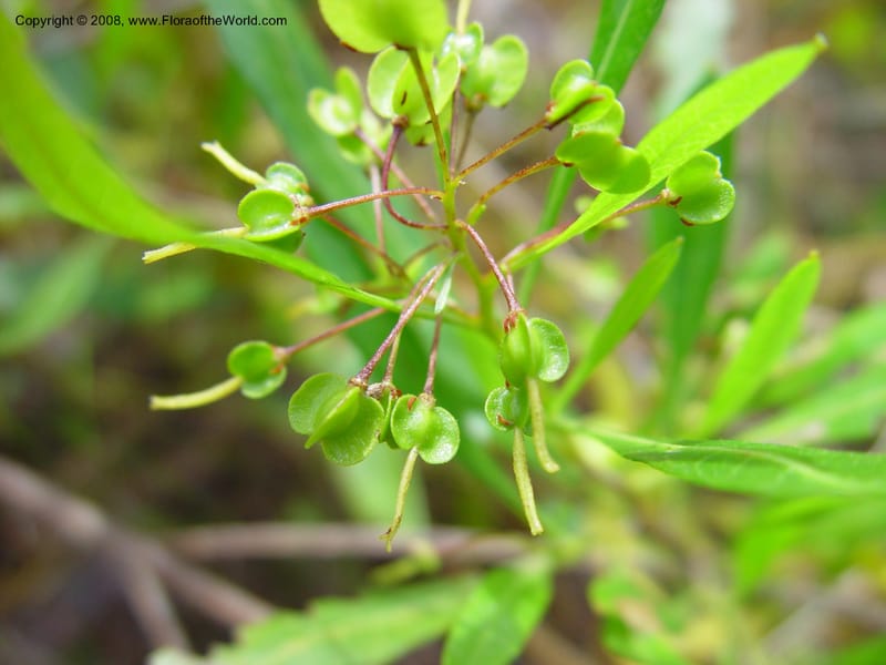 Dodonaea viscosa--FL. Miami-Dade Co. Everglades Nat. Pk. Long Pine Key Trail. 15 Jan 03. 004.jpg