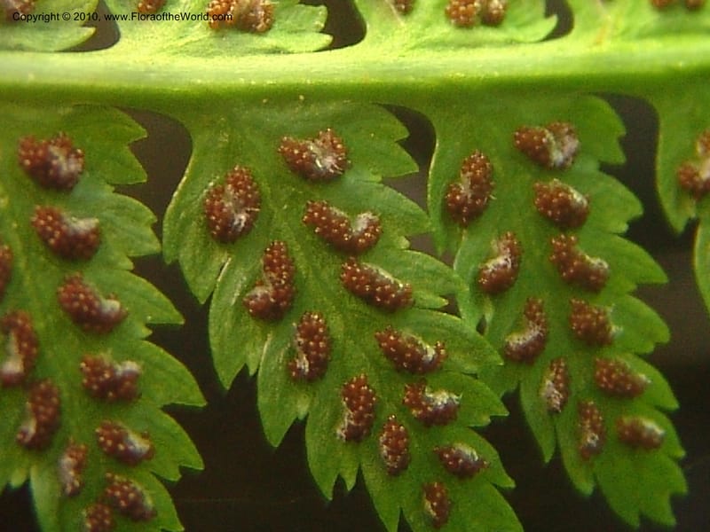 Athyrium felix-femina (L.)Mertens, CDavidson11135--ID. Valley Co. Payette Lake.  Sylvan Beach.  29 Jul 07. 013.jpg