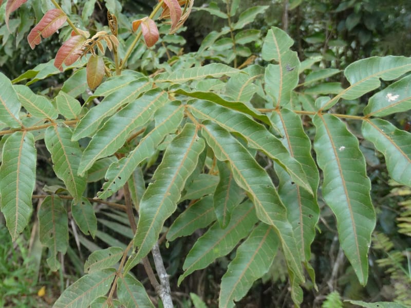Alectryon vitiensis, Munzinger, J 7376--Fiji. Valeni Vill. 6 Nov 2015. DSC09910 (37).JPG