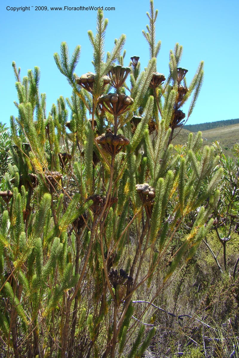 Brunia, Z. Rogers 1245--So. Africa. Western Cape. Grabouw to Kleinmond. 19 Jan 2009. 071.jpg