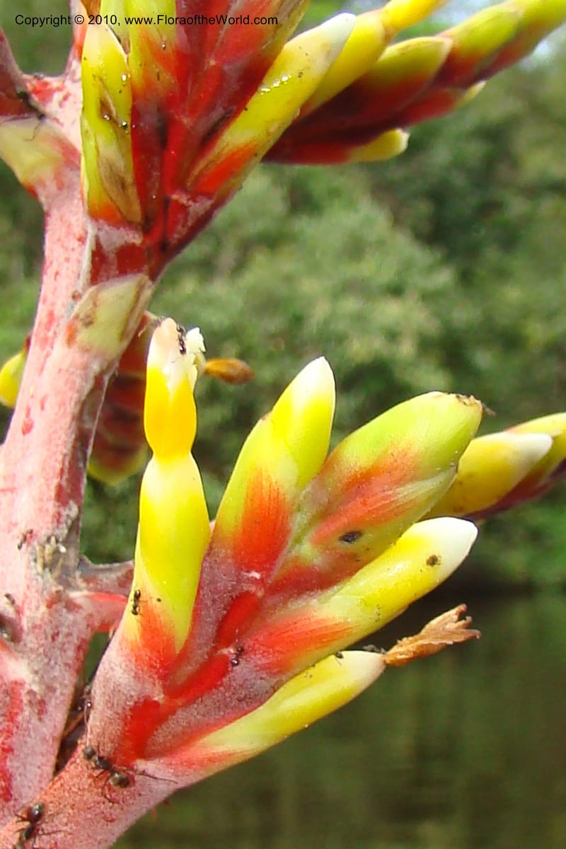 Aechmea, RVasquez34772--Peru. Loreto. Dist. Nauta. Qbda Nawapa, Rio Tigre. 11 Nov 08. 572.jpg
