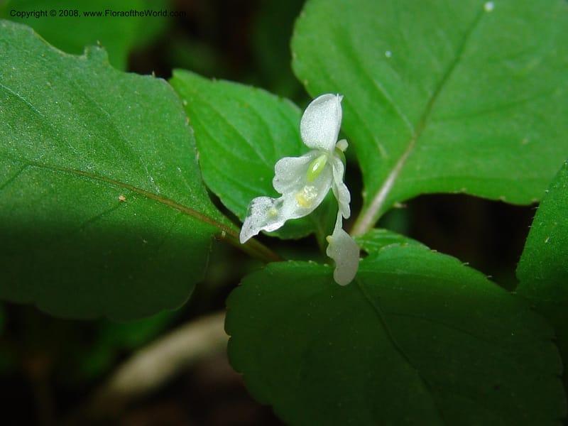 Impatiens, Z.Rogers842--Madag. Prov. Tuliar. Parc Nat. Zombitse.  13 Jan 06. 176.jpg