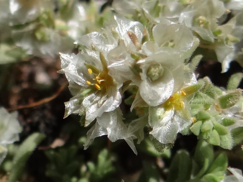 Paronychia kurdica--Iraq. Kurdistan. Shakh-i-Pira Magrun. 24 May 2013. DSC05074 (122).JPG