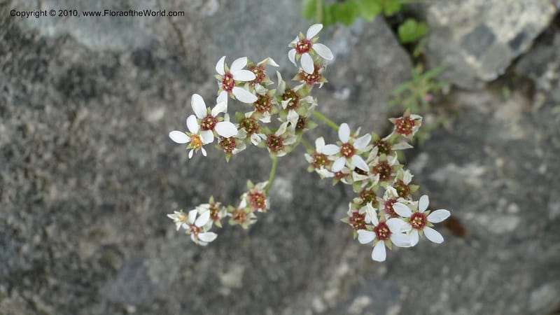 Suksdorfia ranunculifolia, B. Ertter 19978--Idaho. Valley County. 1 July 2010. 085 (29).jpg