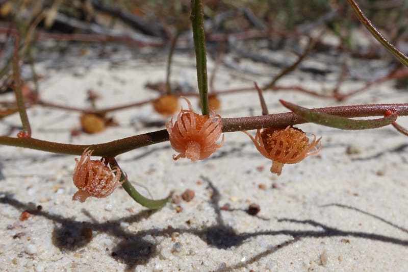Tersonia cyathiflora, Davidson, C 13428--, Australia. W.A. Green Head-Coorow Rd. Stop 2. 24 Oct 2016. DSC04873 (77).JPG
