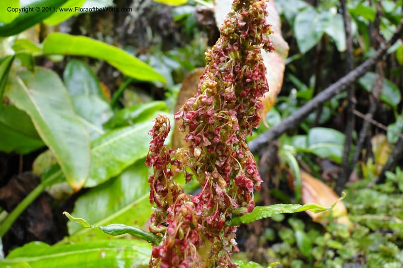 Rumex tolimensis, Ulloa 1994--Ecuador. Napo. Papallacta to Baeza. 1 Jun 2011. 376 (22).jpg