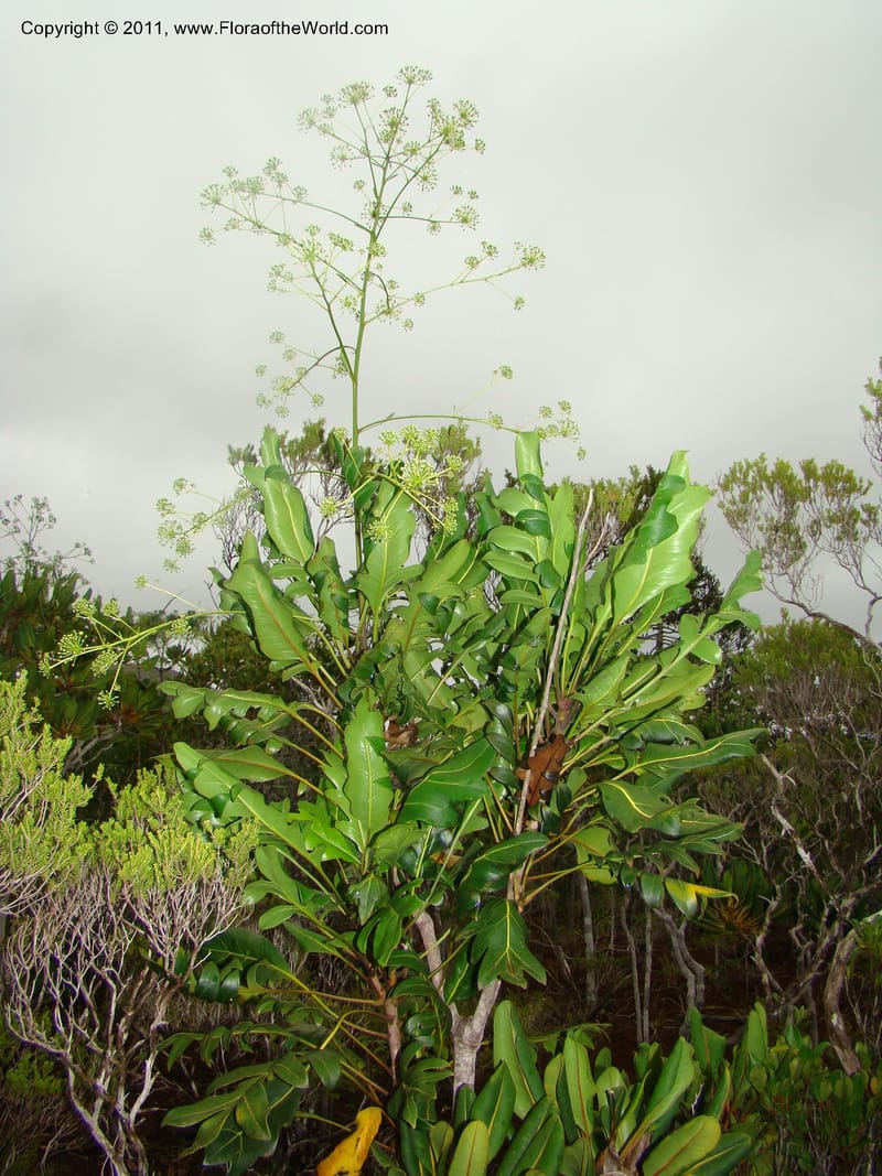 Myodocarpus crassifolius--New Caledonia. Pl des Lacs. Ca. Grand Lac. X fraxinifolius. 21 Jan 2010. 293 (287).jpg