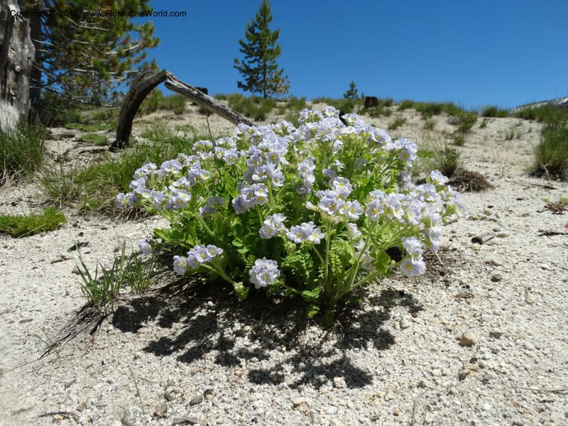 Polemonium pulcherrimum, Davidson, C 12552--Idaho. Valley Co. FS Rd. 431. 1 Jul 2014. DSC09329 (22).JPG