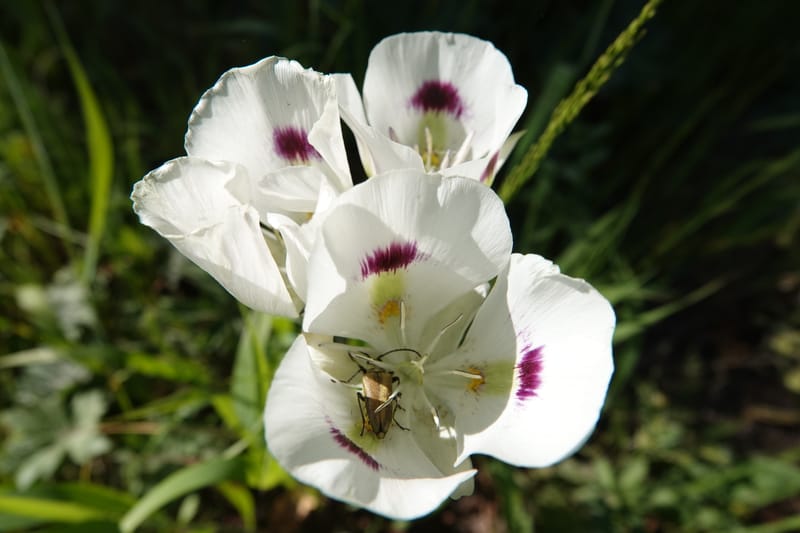 Calochortus eurycarpus, C. Davidson 13846--ID. Fremont Co. Sawtelle Pk. Stop 1. 30 Jul 2018. DSC07452 (65).JPG