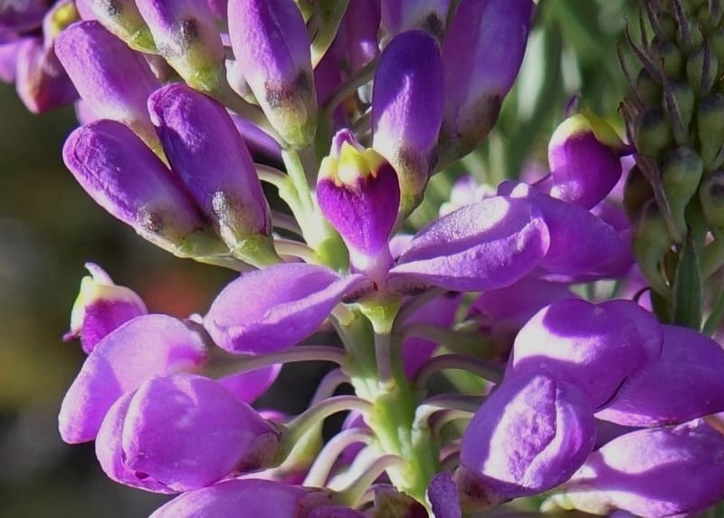 Comesperma, Davidson, C 13424--Australia. W.A. Green Head-Coorow Rd. Stop 2. 24 Oct 2016. DSC04873 (12).JPG