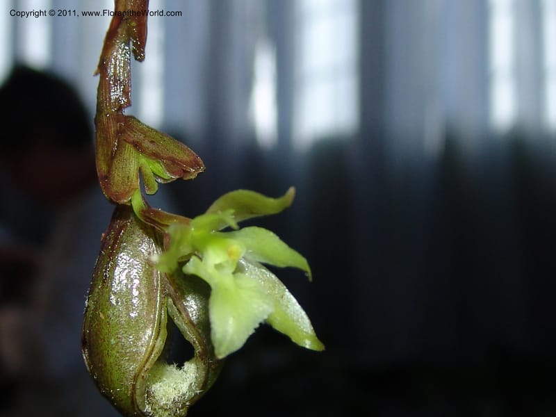 Epidendrum, Croat 95090--Ecuador. Prov. Esmeraldas. Alto Tambo. 21 Feb 05. 286.jpg