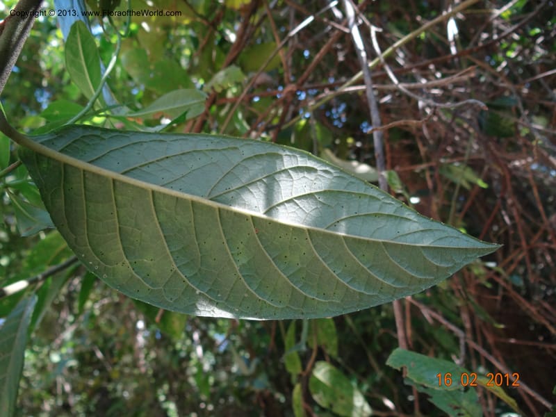 Vernonia sp. unk., Martinez-Melendez, M 421--Mexico, Chiapas, Palenque 16 Feb 2012  3009 (13).JPG