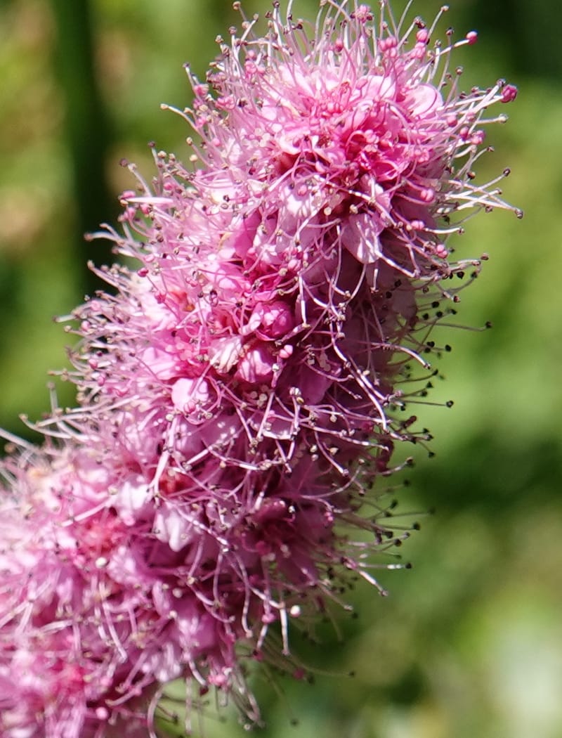 Spiraea douglasii var. menziesii, C. Davidson 13807--ID. Benewah Co. St. Joe R. Rd. Turtle Lake. 8 Jul 2018. DSC05829 (58).JPG
