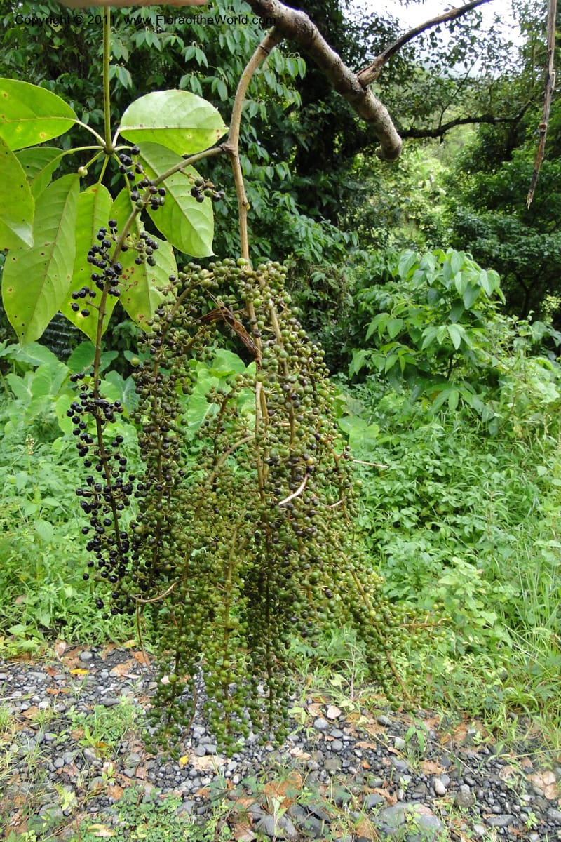 Schefflera vitiensis, M. Tuiwawa 4917--Fiji. Area of Monasavu Dam I. 9 Feb 2011. 201 (24).jpg