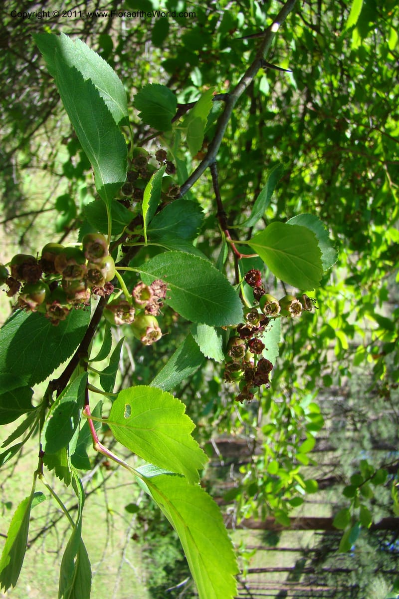 Crataegus douglasii, C. Davidson 11396--Idaho. Idaho Co. Salmon River. Shepp Ranch. 28 May 2009. 087.jpg