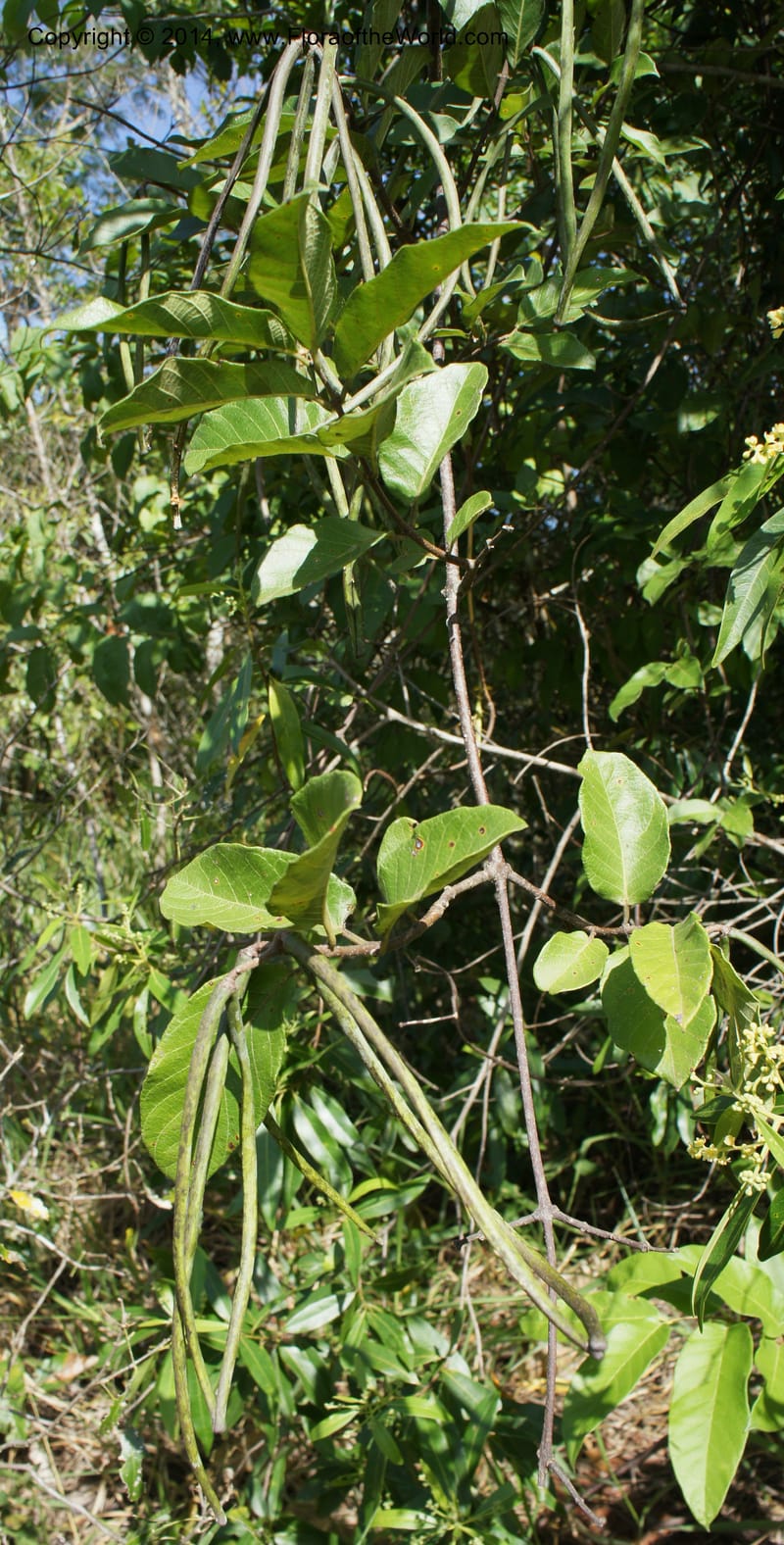 Forsteronia pubescens, Stevens,  W. D 31127, Cerro Cora, 16 Mar 2011 4174 (17).JPG