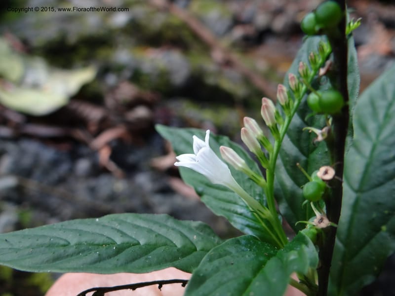 Spigelia humboldtiana, Hammel 26143--Costa Rica. Ranchos Tinamu, 2. 4 Mar 2012. DSC04132 (150).JPG