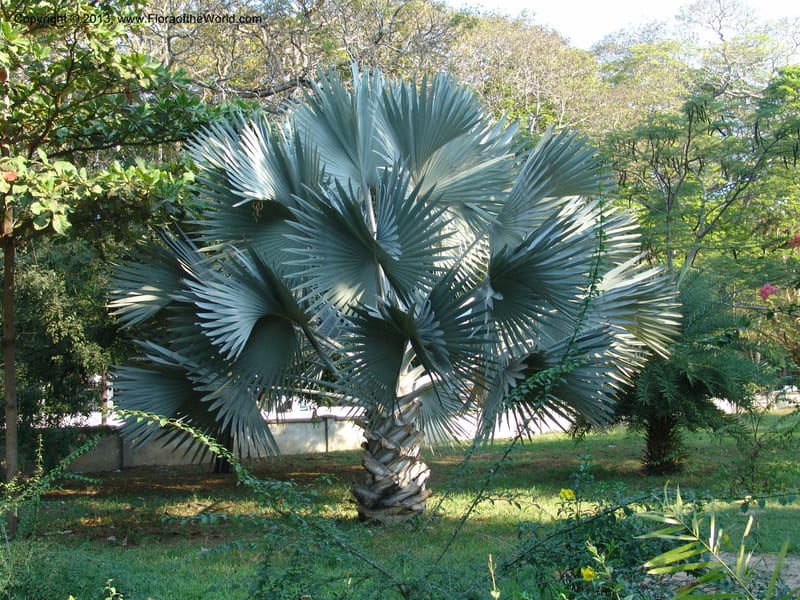 Bismarckia nobilis--Tanzania. Karimjee Bot. Gard., Dar-es-Salaam. 15 Jul 04. 016.jpg