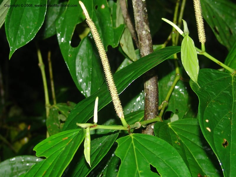 Piper crassinervium, AAraujoM1186--Bolivia. Pq. N. Madidi. Rio Tuichi, Rudidi Cr. 28 Nov 04. 173.jpg