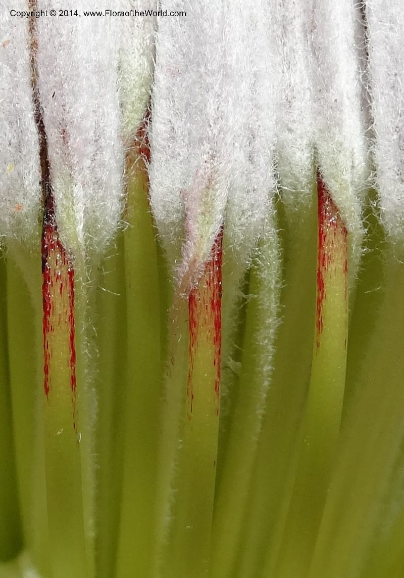 Protea cynaroides, Davidson, C 12315--South Africa. Western Cape. E. side, Fernkloof. 24 Jan 2014. DSC01799 (133).JPG
