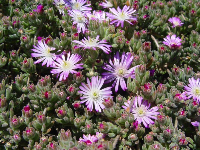 Drosanthemum floribundum--Spain. Blanes. Marimurtra Bot. Gard. 24 Apr 04. . 006.jpg