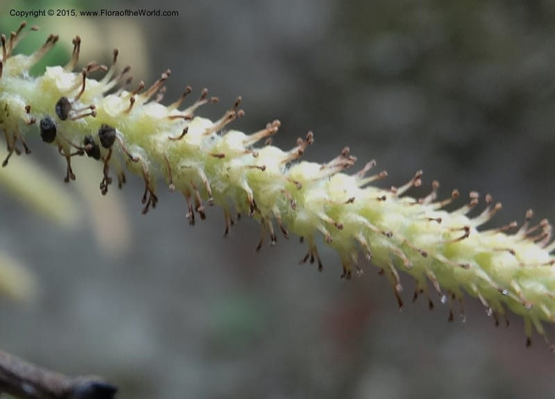 Salix, Boufford, D 43734--China. Sichuan. XinZhaZi Gou. 14 May 2014. DSC06426 (123).JPG