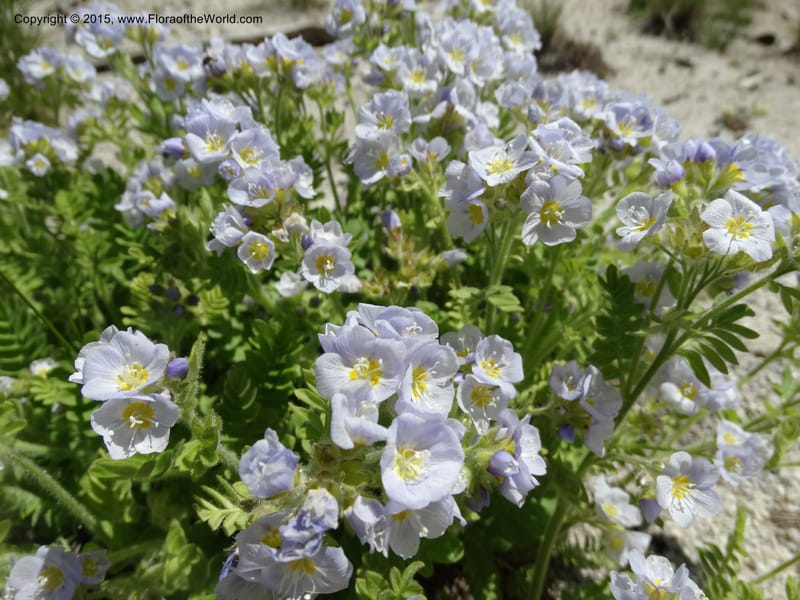 Polemonium pulcherrimum, Davidson, C 12552--Idaho. Valley Co. FS Rd. 431. 1 Jul 2014. DSC09329 (17).JPG