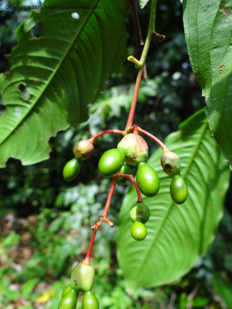 Ouratea, Hammel 26102--Costa Rica. Road into Ranchos Tinamu. 3 Mar 2012. DSC03548 (48).JPG
