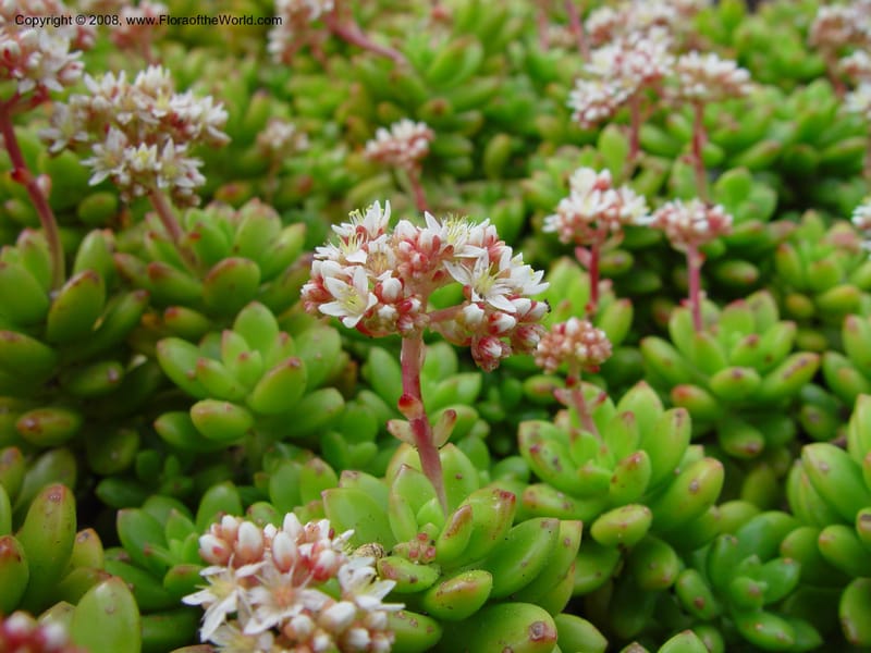 Sedum lucidum, 18388--CA. Huntington Bot. Gard. 14 Feb 03. 105.jpg