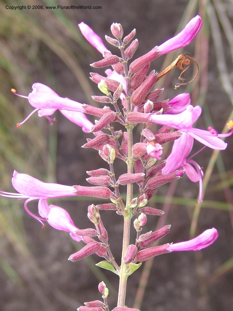 Syncolostemon rotundifoliius--So.Africa. E. Cape. Umtamvuna Nat. Res. 11 Mch 05. 100.jpg