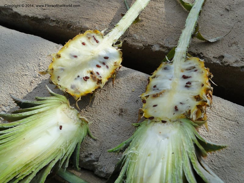 Ananas ananassoides, Stevens, W.D. 31039, Cerro Cora, 15 Mar 2011 1623 (2).JPG