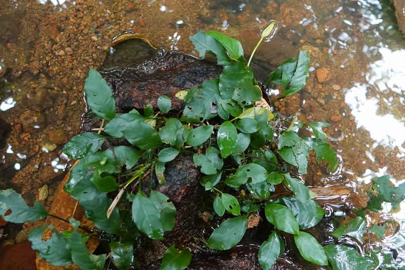 Anubias, C. Davidson 13942--Gabon. Maurel & Prom Oil Rd. 2 Nov. 2018. DSC01376 (51).JPG