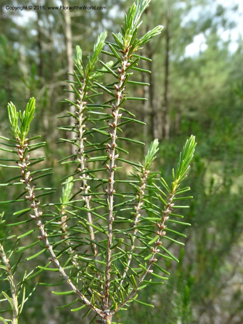 Ceratiola ericoides, Davidson, C 13062--South Carolina. Lexington Co. Redmond Rd. 20 May 2015. DSC06945 (23).JPG
