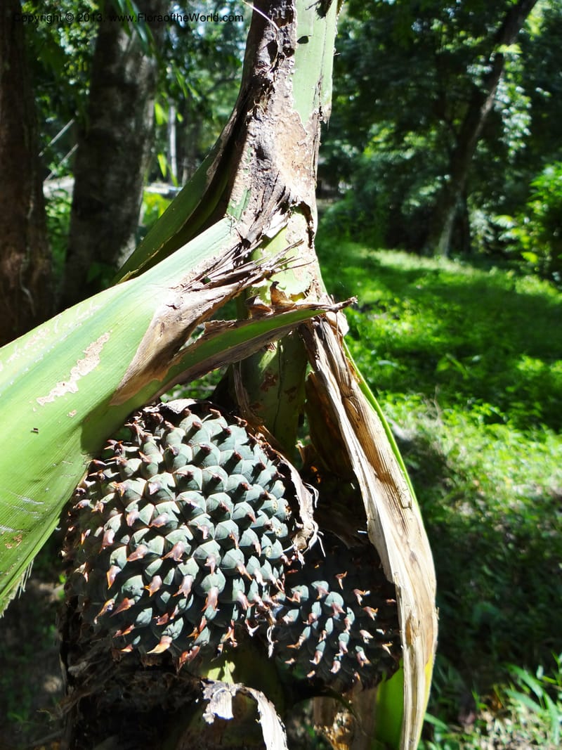Pandanus unicornutus, Callmander 1050--Thailand. Ranong Prov. Klong Naka Wildlife Sanctuary. 14 Nov 2012. DSC09055 (236).JPG